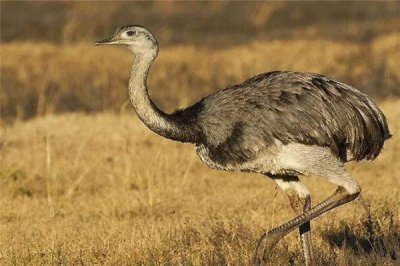 ​大美洲鸵：具有超强的踩踩本领（没有会飞的巨型鸵鸟）