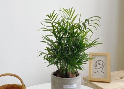 ​袖珍椰子开花不要告诉别人真的吗