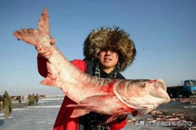 ​查干湖的鱼比窦娥还冤，年年捕捞，当地人都说它是“洗澡鱼”