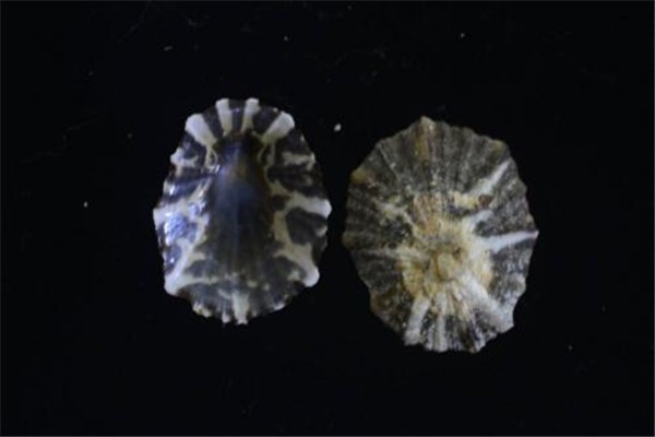 网络图片(侵删)