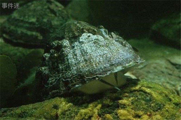 网络图片(侵删)