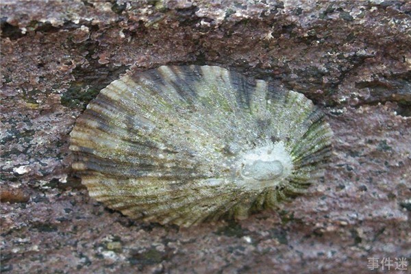 网络图片(侵删)