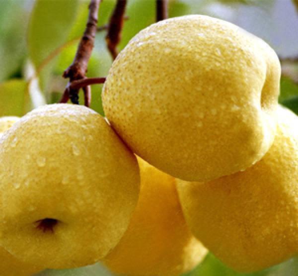 安徽这4种特产, 你都吃过吗? 还是送亲朋好友的最佳选择!