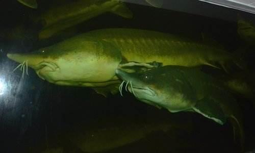 全球最大淡水鱼，最重可达2000斤，黑龙江独有，不是巨骨舌鱼