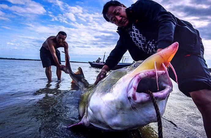 全球最大淡水鱼，最重可达2000斤，黑龙江独有，不是巨骨舌鱼