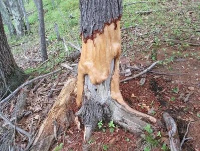 ​19个奇妙的植物，长得怪只能怪人类了