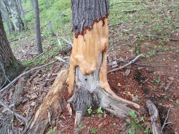 9个奇妙的植物,长得怪只能怪人类了