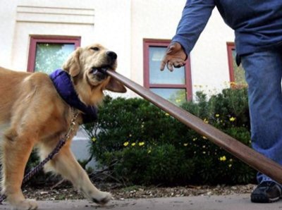 ​男子捡狗被拘留13天，父亲称：说我们认罪态度不好，孩子正要考编