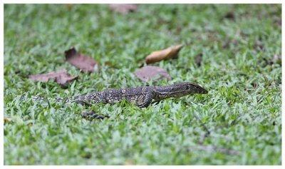 ​萌宠：生活中最常见的蜥蜴都有哪些品种呢