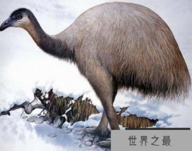 ​世界第一高鸟，巨型恐鸟高达3.6米却不会飞
