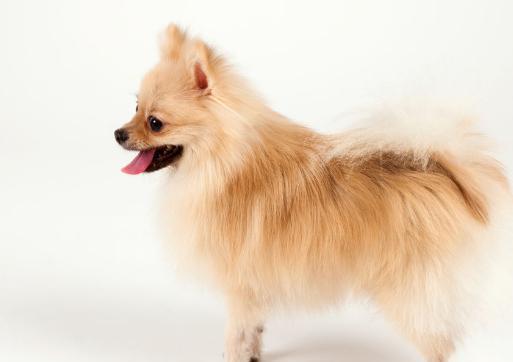 4种狗狗，前3种世界上最可爱，第4种在中国最呆萌