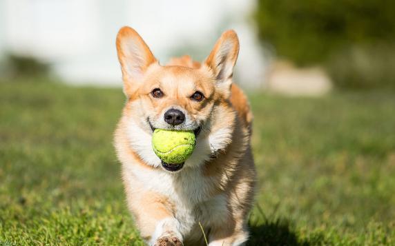 4种狗狗，前3种世界上最可爱，第4种在中国最呆萌
