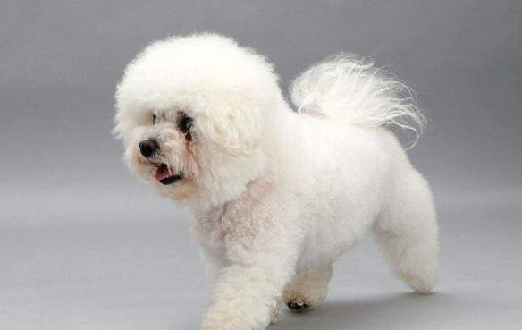 4种狗狗，前3种世界上最可爱，第4种在中国最呆萌