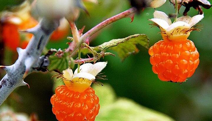 小时候最爱吃的野果，第三个肯定很少人吃过