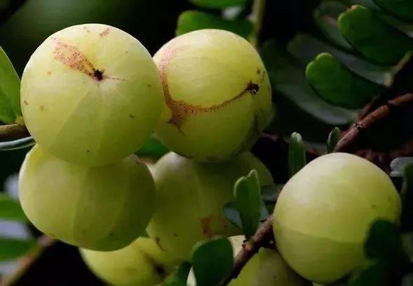 小时候最爱吃的野果，第三个肯定很少人吃过