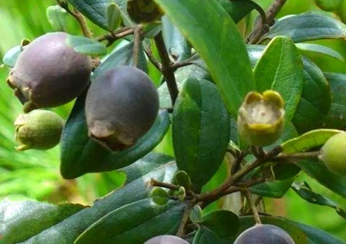 小时候最爱吃的野果，第三个肯定很少人吃过