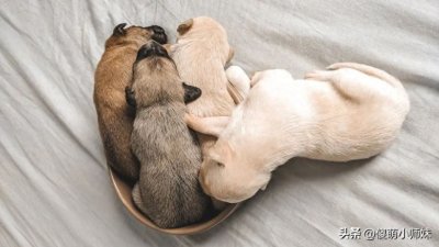 ​狗狗的睡眠秘密：从幼年犬到老年犬，它们每天需要睡多久？