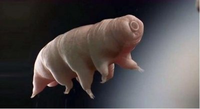 ​致命紫外线也“杀不死”，地表最强的水熊虫，竟然是DNA大盗