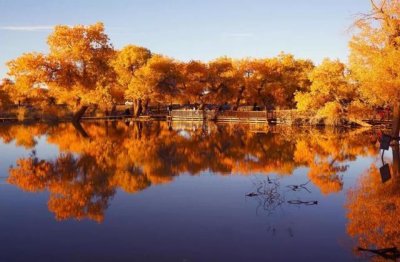 ​西北4大胡杨林，额济纳知名度最高，最后一个已存在6500万年