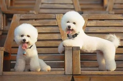 ​十个不养比熊犬的理由：情绪敏感(费用较高)