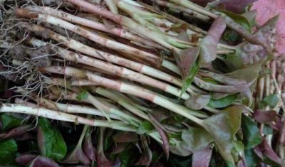 ​网友票选“味道最怪”蔬菜，名单出炉，看看哪个是你最不爱吃的？