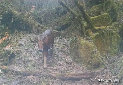 ​云南发现一只红“麒麟”，正在哺乳幼崽
