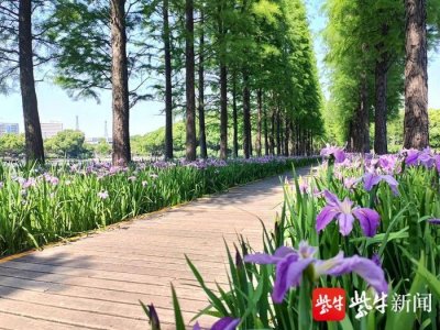 ​常州圩墩遗址公园：本周末迎来鸢尾花最佳观赏期
