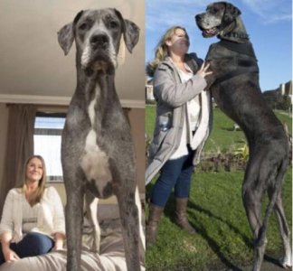 ​世界上最大的狗排名，世界上最大的5条狗(第一高2.3米)