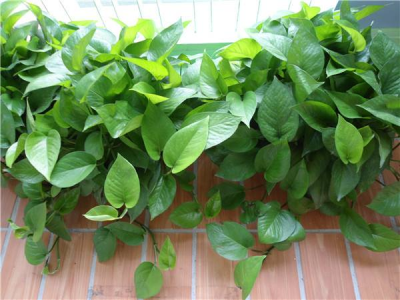 ​绿萝浇水加什么长得好 兑上点这东西，棵棵长满盆