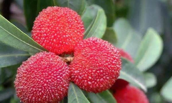 路边的野杨梅可以泡酒吗