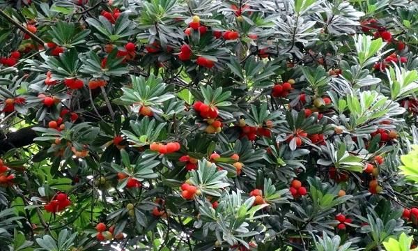 从树上摘下来的杨梅可以直接吃吗