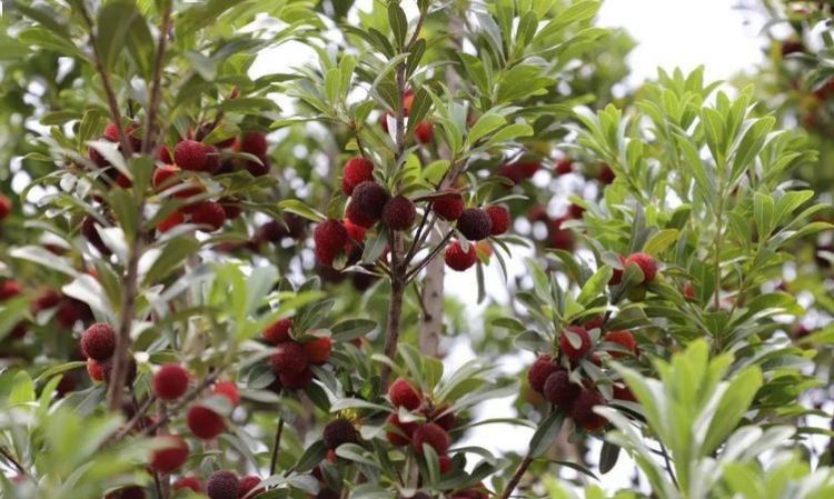 观赏杨梅能吃吗