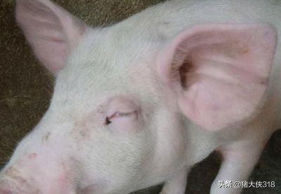 ​你家猪的眼皮和脸上有水肿？肯定是得水肿病了