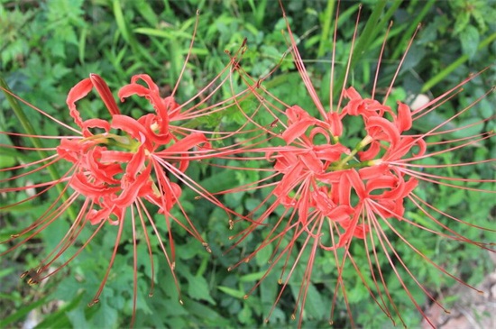 蔓珠莎华的花语（图）(图2)