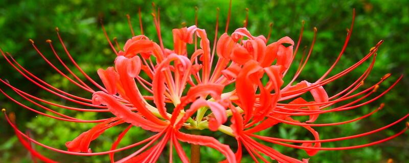 蔓珠莎华的花语（图）(图1)