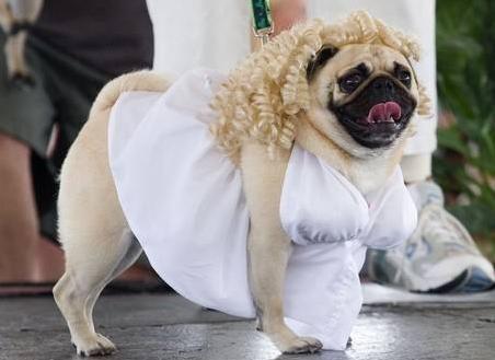 狗狗搞笑图片合集，狗狗：我不是人，但你是真的狗