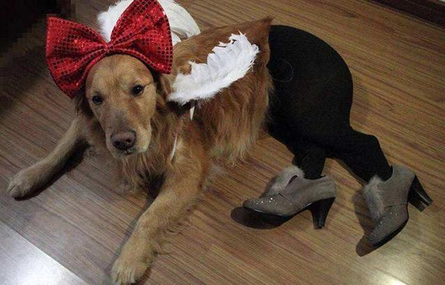 狗狗搞笑图片合集，狗狗：我不是人，但你是真的狗