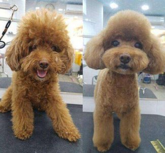 ​狗狗搞笑图片合集，狗狗：我不是人，但你是真的狗