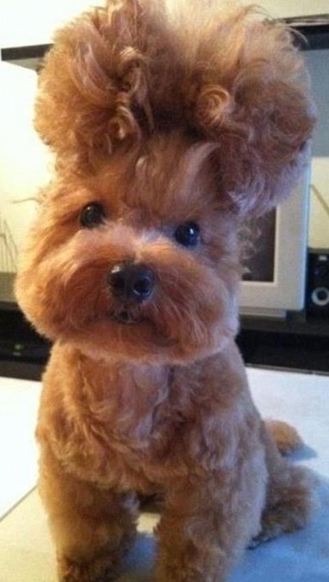 狗狗搞笑图片合集，狗狗：我不是人，但你是真的狗