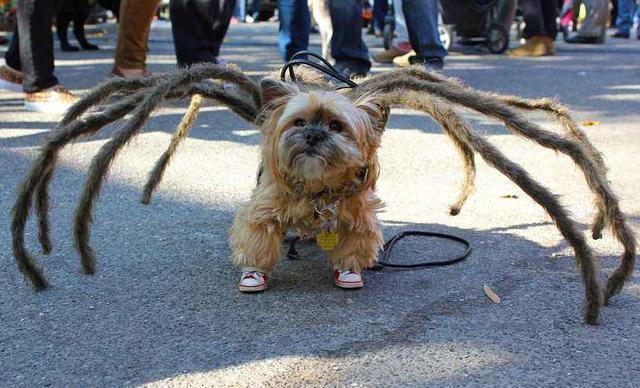 狗狗搞笑图片合集，狗狗：我不是人，但你是真的狗