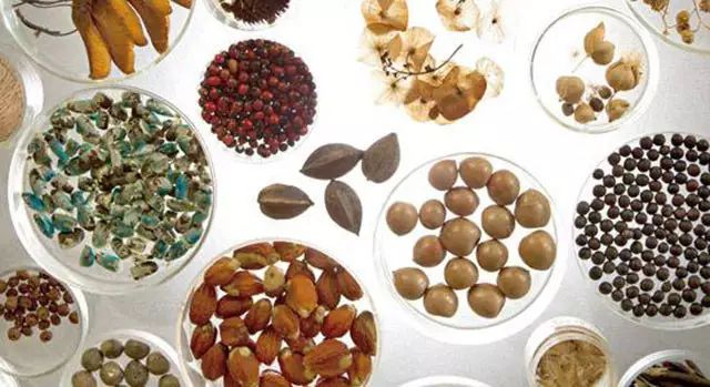 转基因和非转基因的区别（先稍微了解下转基因）