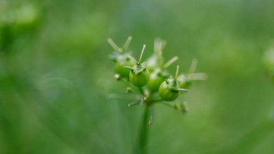 ​millionaire怎么读（millionaire怎么读才正确）