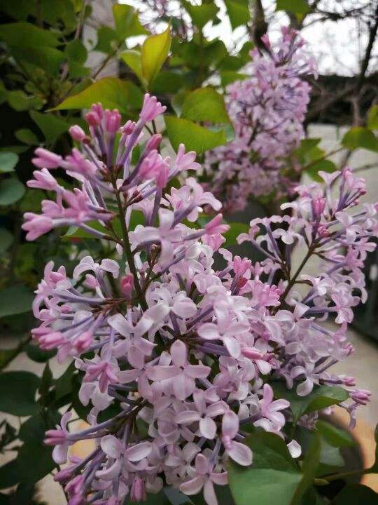 杜鹃花耐寒吗（耐寒花清单10种花能耐零下15度）