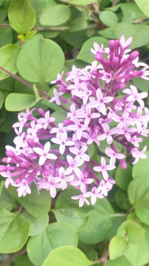 杜鹃花耐寒吗（耐寒花清单10种花能耐零下15度）