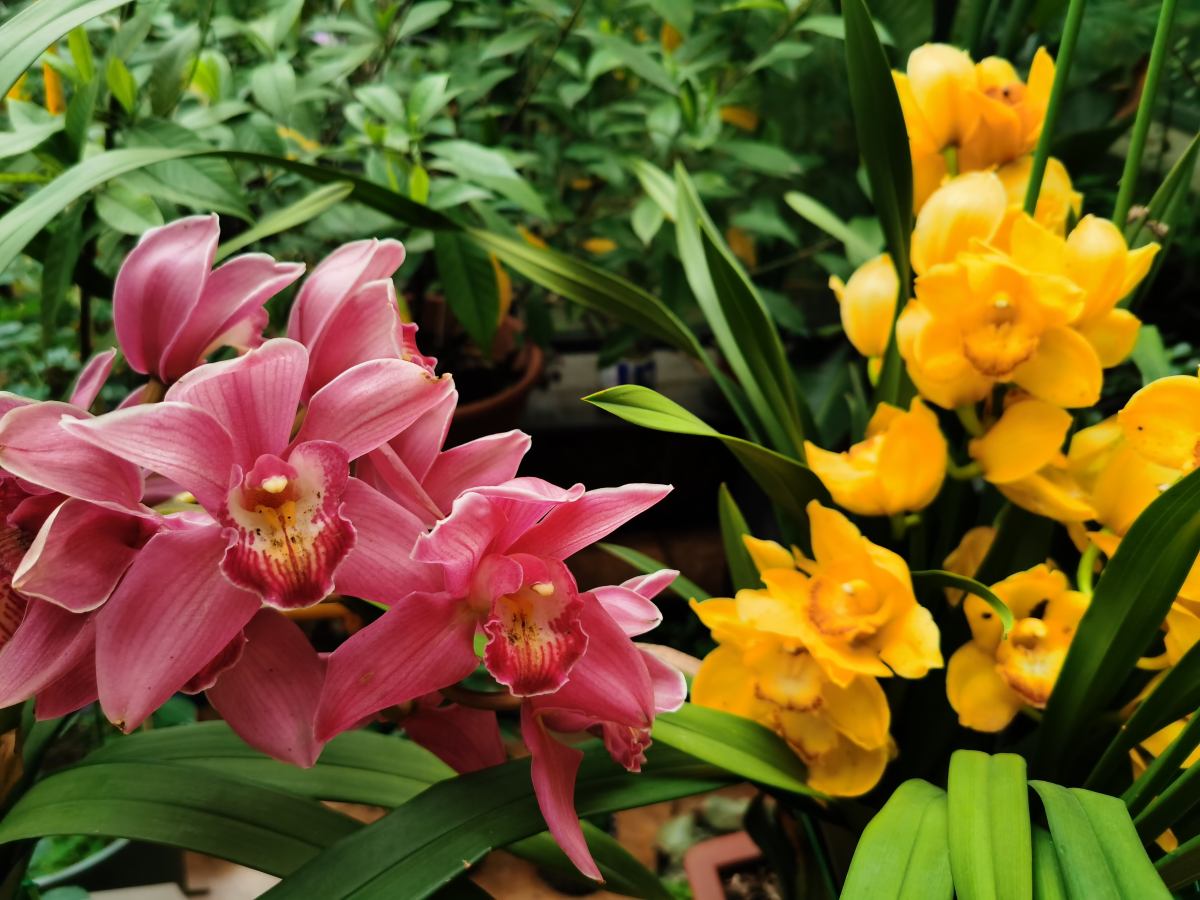 杜鹃花耐寒吗（耐寒花清单10种花能耐零下15度）