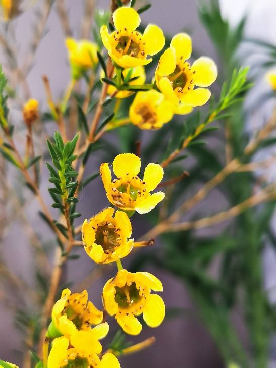 杜鹃花耐寒吗（耐寒花清单10种花能耐零下15度）