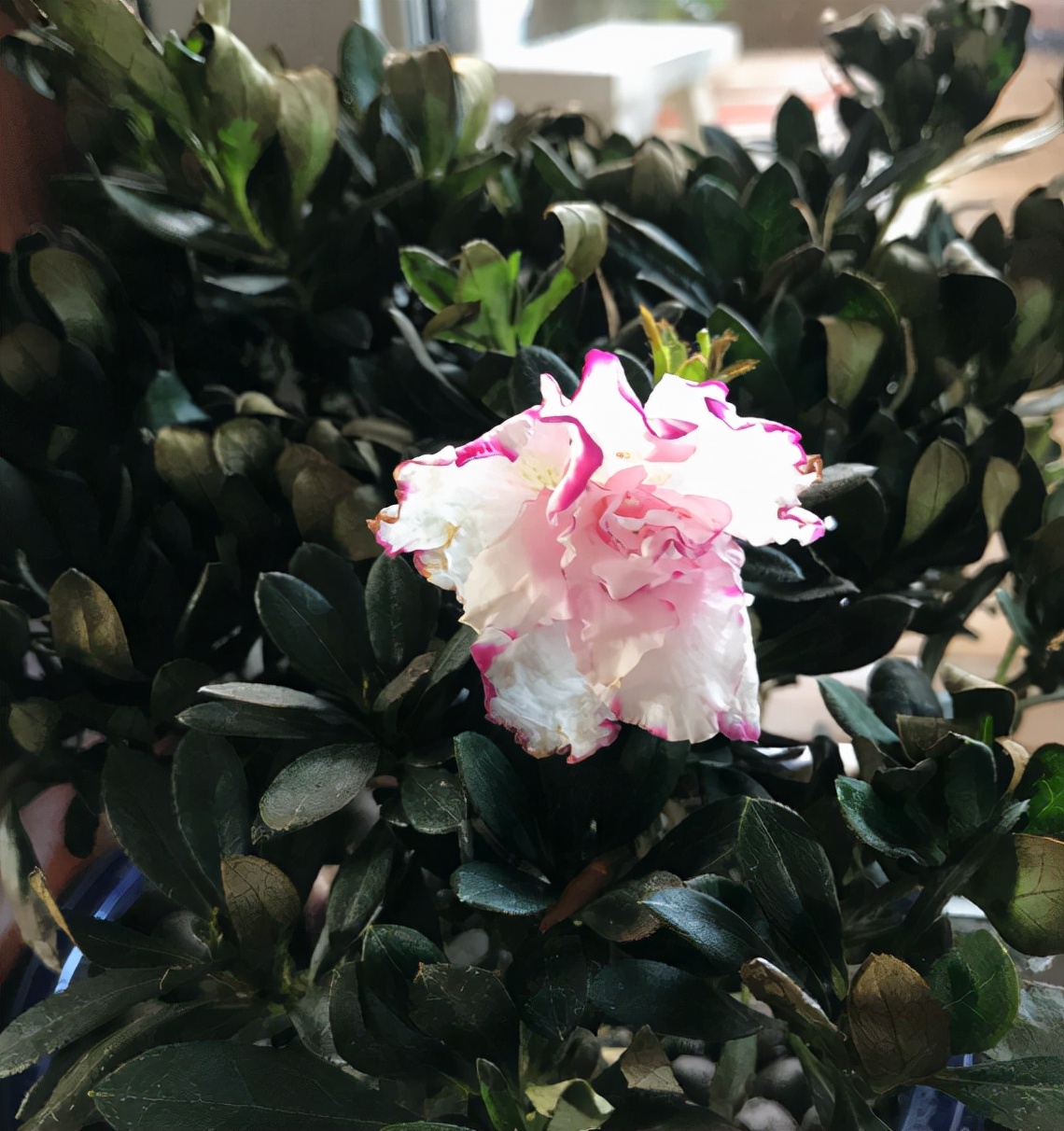 杜鹃花耐寒吗（耐寒花清单10种花能耐零下15度）