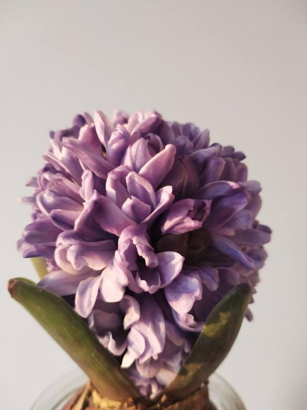 杜鹃花耐寒吗（耐寒花清单10种花能耐零下15度）