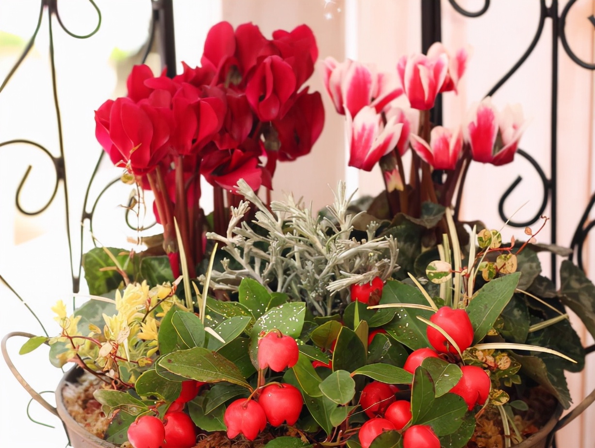 杜鹃花耐寒吗（耐寒花清单10种花能耐零下15度）