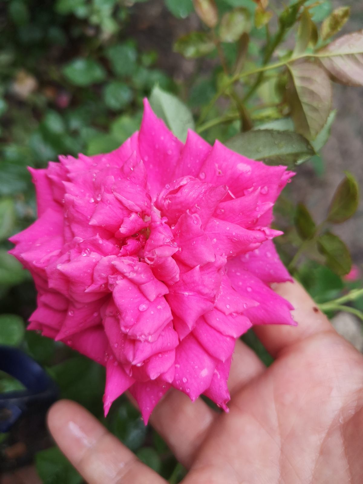 杜鹃花耐寒吗（耐寒花清单10种花能耐零下15度）